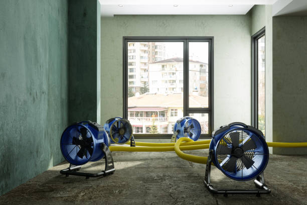 Best Mold removal after water damage  in Siesta Acres, TX